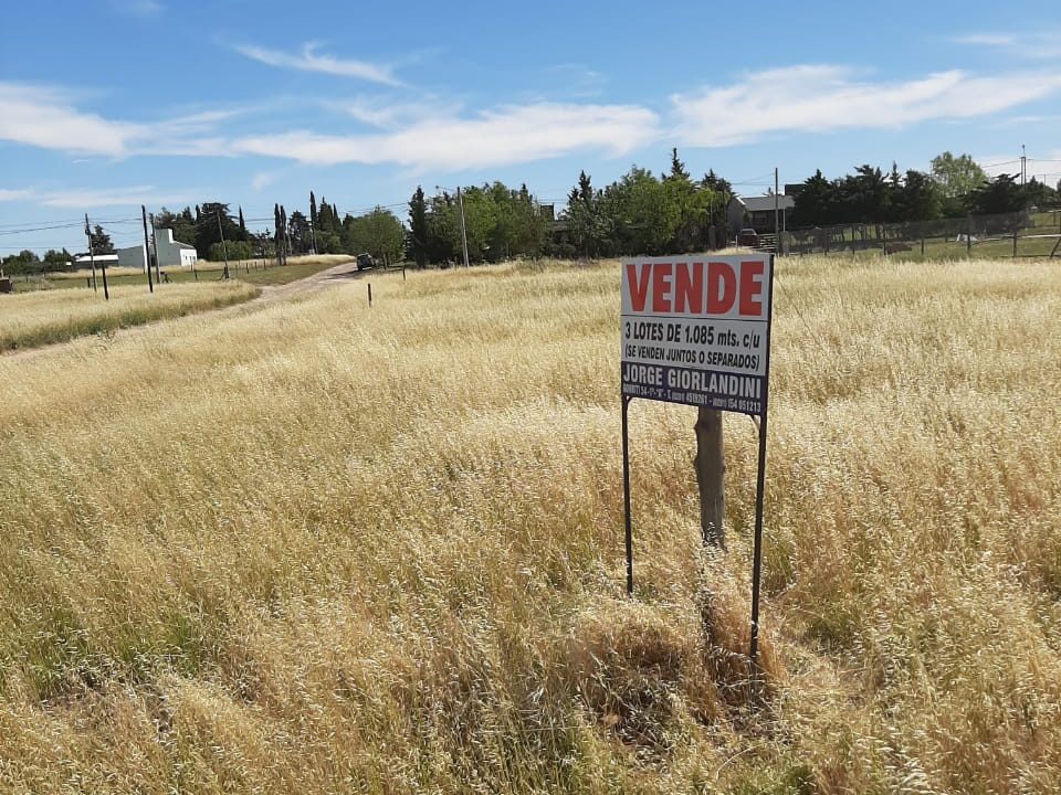 Lote paihuen (8)